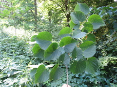 Tilia dasystyla caucasica
