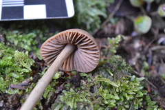 Entoloma latericolor