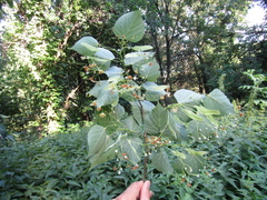 Tilia dasystyla caucasica
