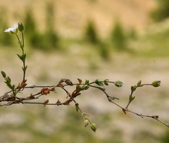 Arenaria ciliata multicaulis