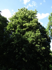 Tilia dasystyla caucasica