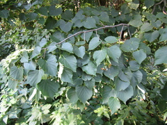 Tilia dasystyla caucasica