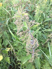 Urtica dioica
