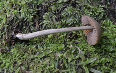 Entoloma latericolor