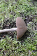 Entoloma latericolor