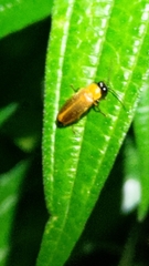 Abscondita
