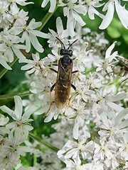 Tenthredo algoviensis