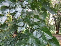 Tilia americana caroliniana