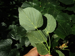 Tilia americana caroliniana