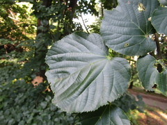 Tilia americana caroliniana
