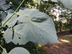 Tilia americana caroliniana
