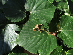 Tilia americana caroliniana