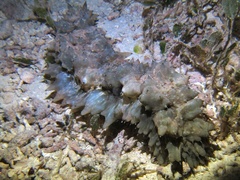 Stichopus