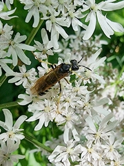 Tenthredo algoviensis