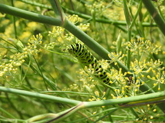 Papilio machaon