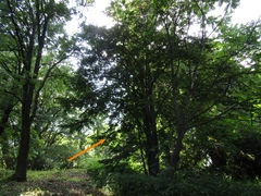 Tilia americana caroliniana