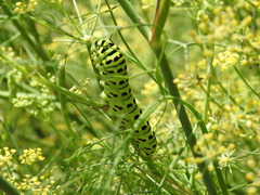 Papilio machaon