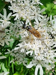 Tenthredo algoviensis