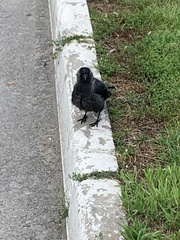 Corvus monedula