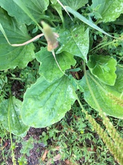 Plantago major