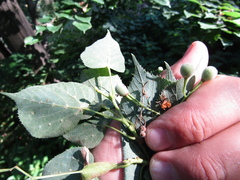 Tilia americana caroliniana