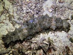 Stichopus