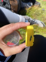 Rhogogaster punctulata