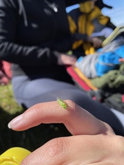 Rhogogaster punctulata