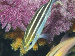 Parapristipoma trilineatum