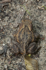 Bufo bufo