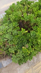 Aster spathulifolius