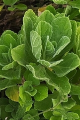 Aster spathulifolius