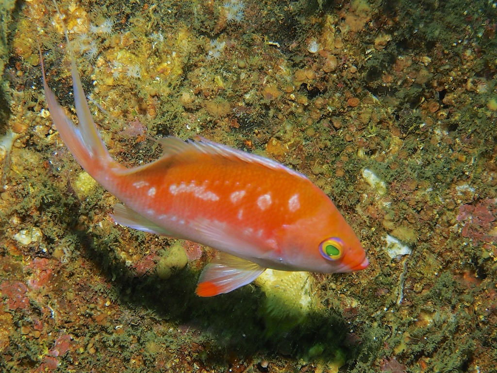 Cherry Anthias