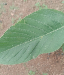 Amaranthus viridis