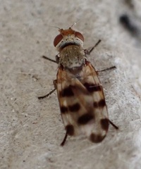 Melieria