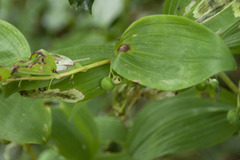 Polygonatum latifolium