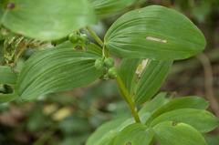 Polygonatum latifolium