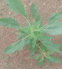 Amaranthus viridis