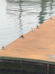 Sterna hirundo