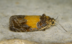Olethreutes osmundana