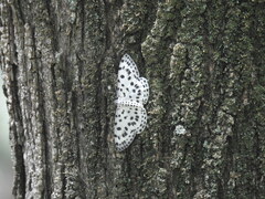 Antipercnia albinigrata