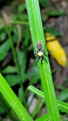 Biasticus flavinotus