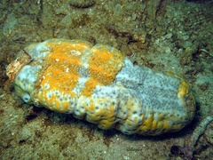 Stichopus ocellatus