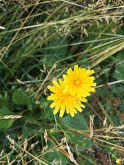 Scorzoneroides autumnalis