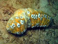 Stichopus ocellatus