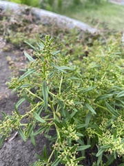 Teloxys aristata
