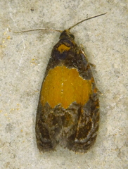Olethreutes osmundana