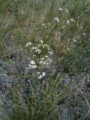 Galium hexanarium