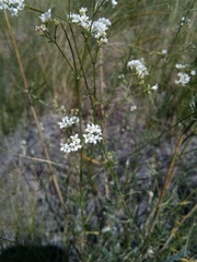 Galium hexanarium