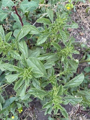 Amaranthus albus